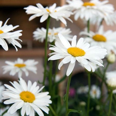 Girasole Villa Limni  Kültér fotó