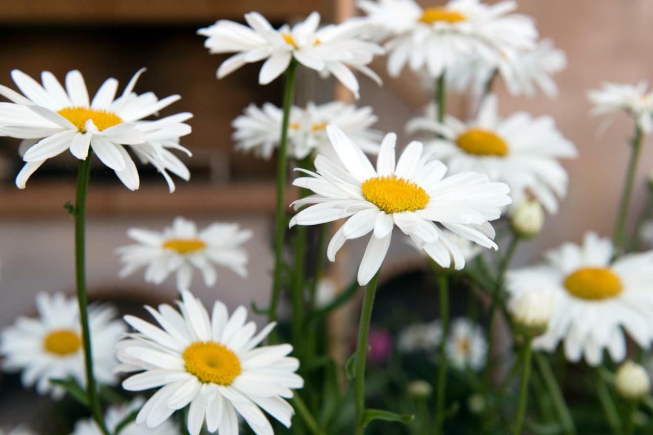 Girasole Villa Limni  Kültér fotó